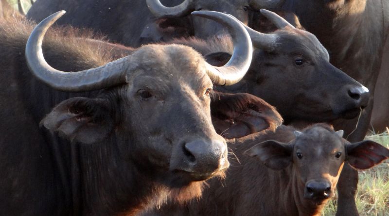 WellHealthOrganic Buffalo Milk Tag: A Comprehensive Overview